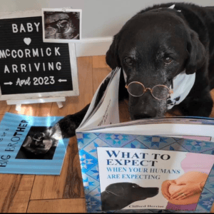 Pups, Pregnancy, & Beyond