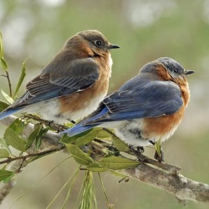 Attracting Feathered Friends To Our Garden
