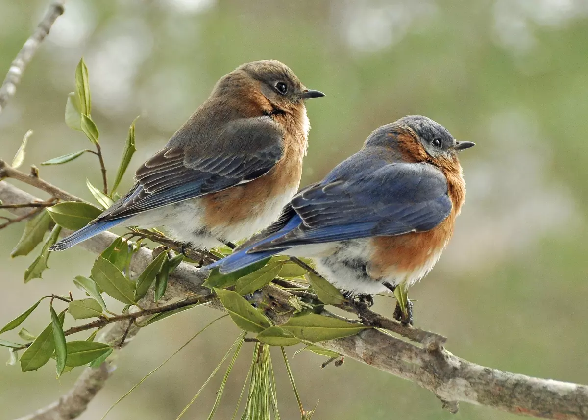 Attracting Feathered Friends To Our Garden