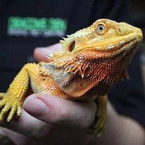 Hands-on Reptile Education Family Event