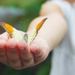 Dare to Wonder - Little Wonders